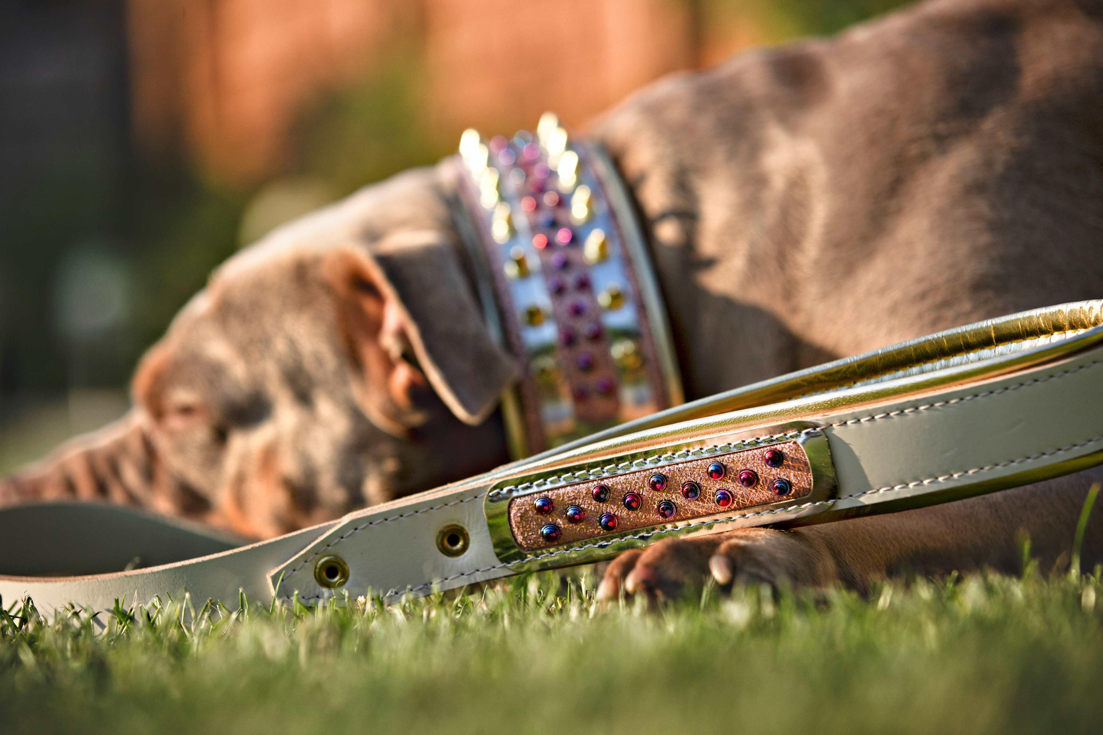 Collar Candy para perro
