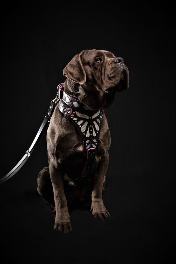 The ''Ariel'' harness per cani - immagine 3