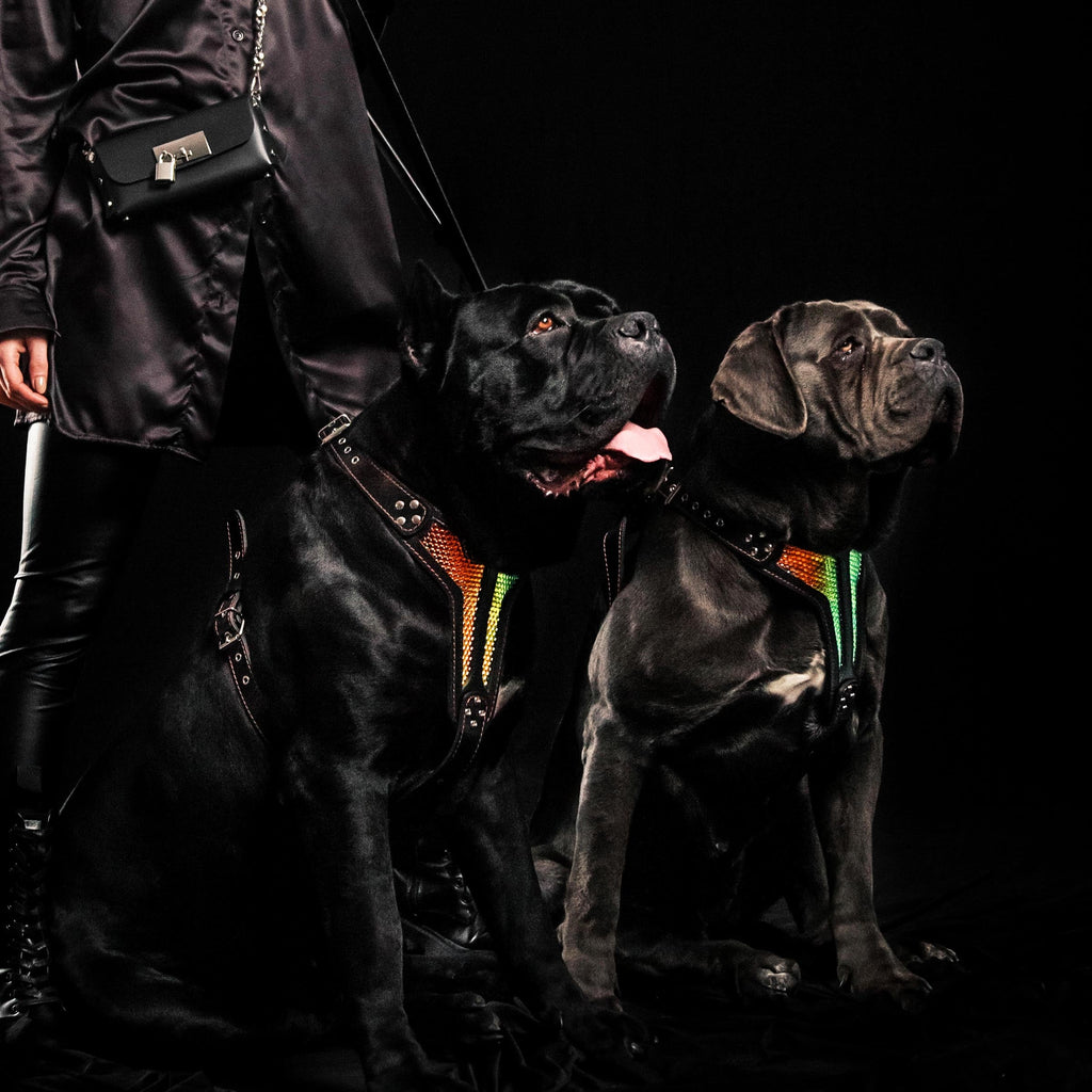 Gepolstertes Geschirr aus Leder negro fuer Hunde - Bild 3