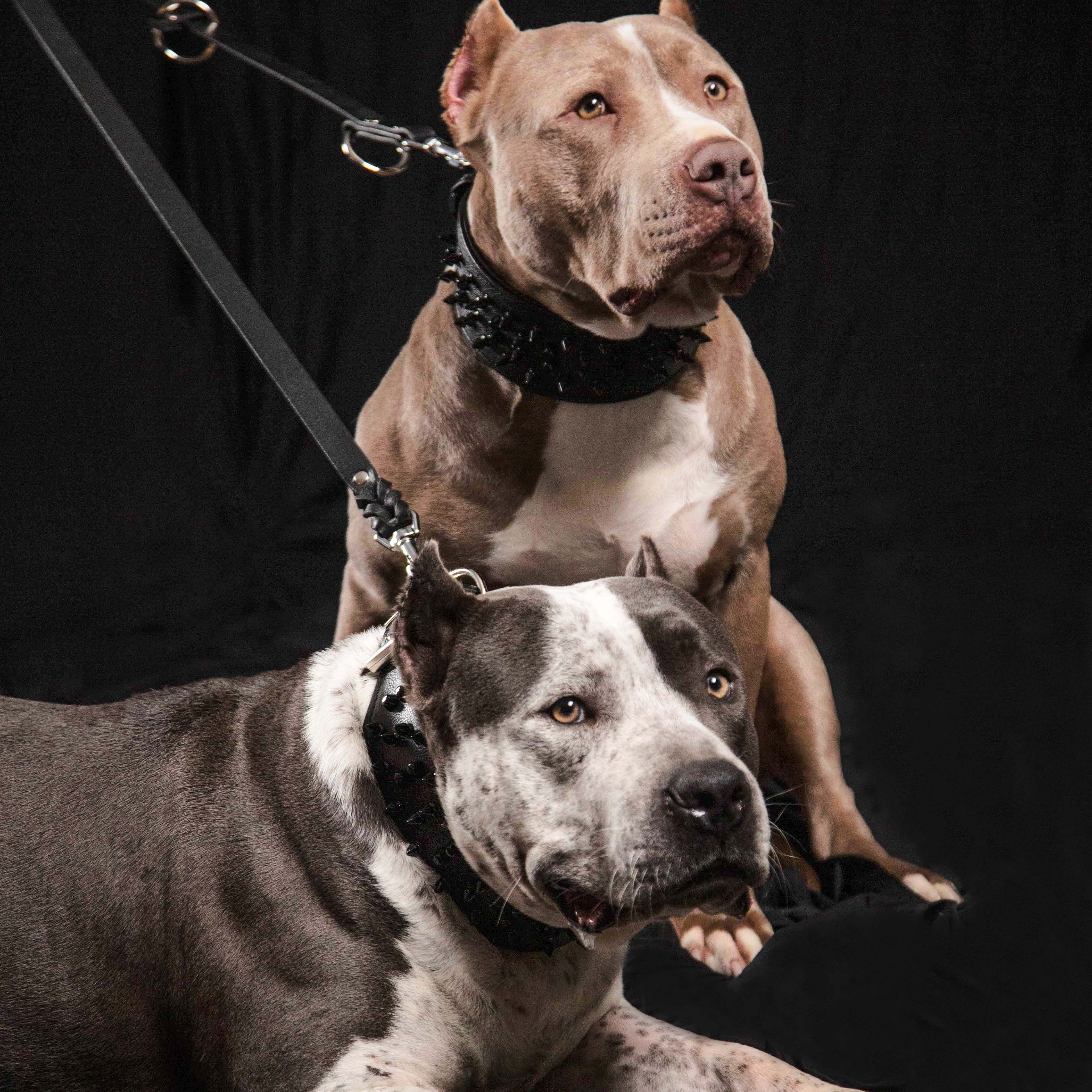 The Bestia multi purpose Police leash para perros