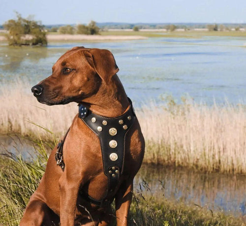 ''Bijou'' harness Black & Orange for big dogs for dogs and cats - image 2