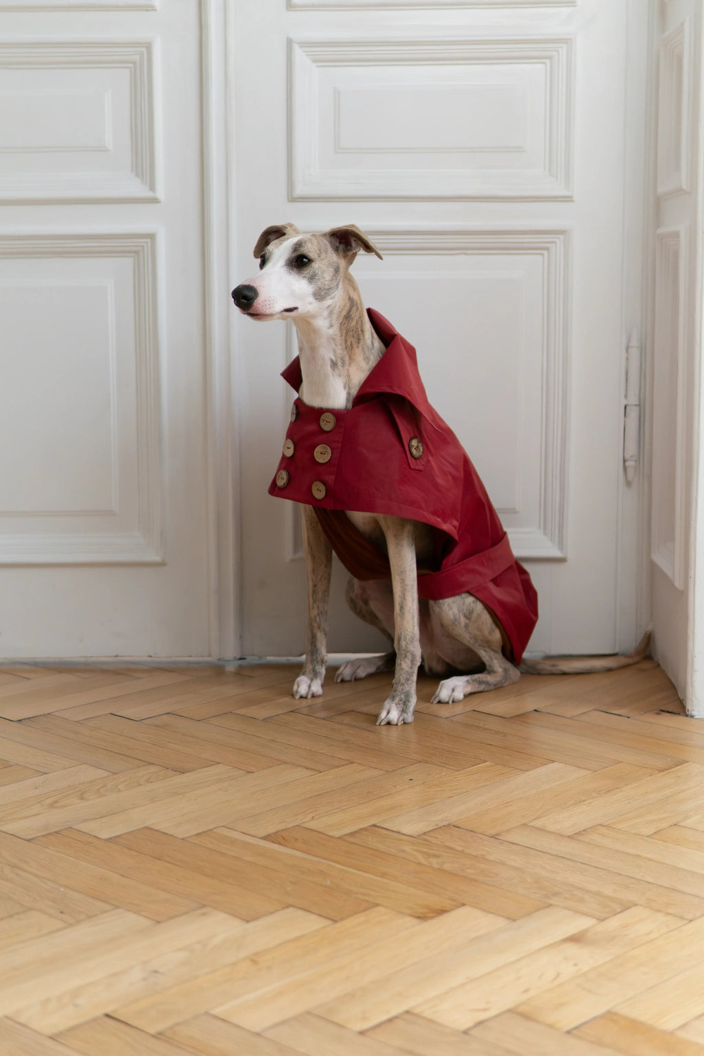 Gabardina impermeabile per cane - Burgundy rosso