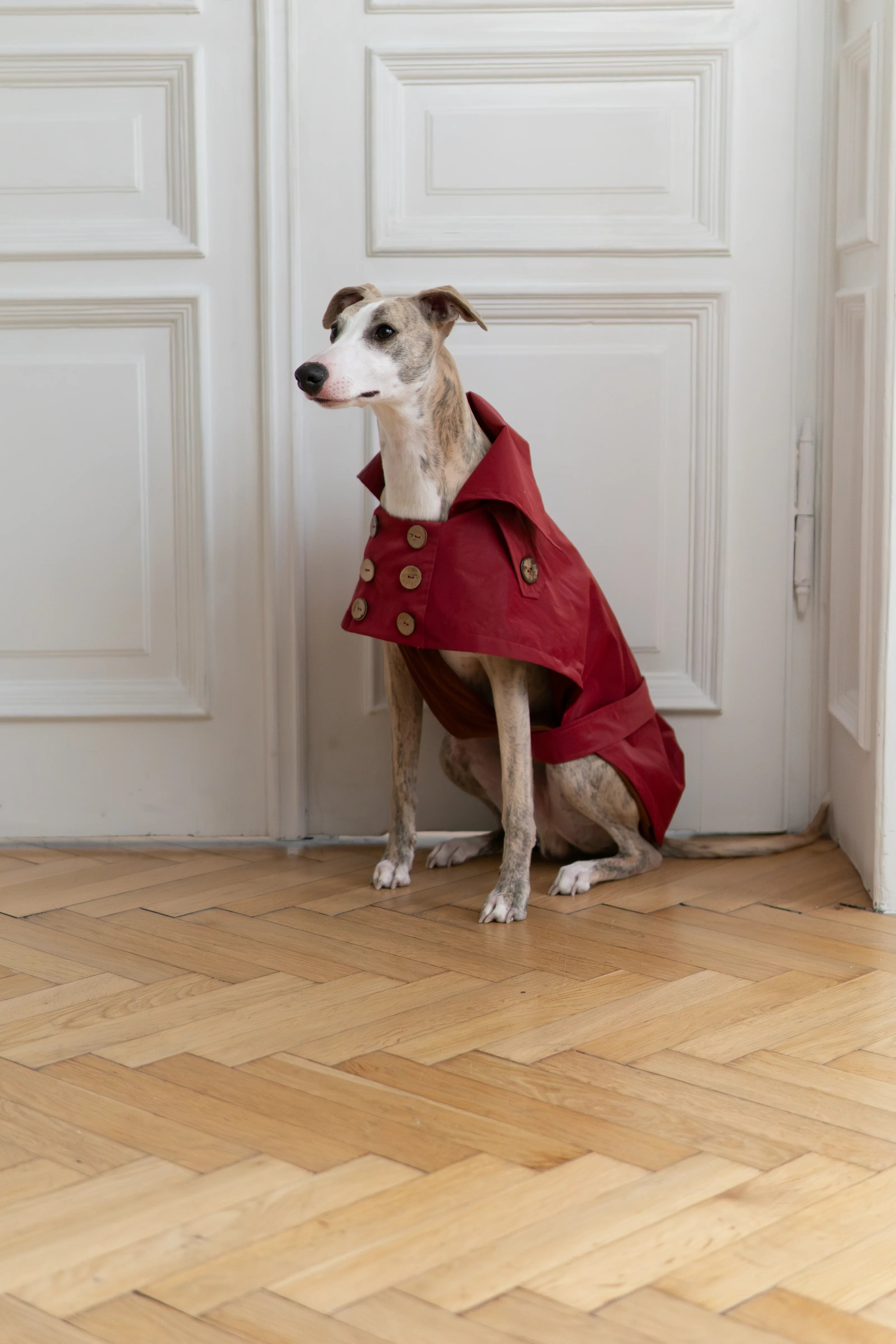 Gabardina impermeabile per cane - Burgundy rosso