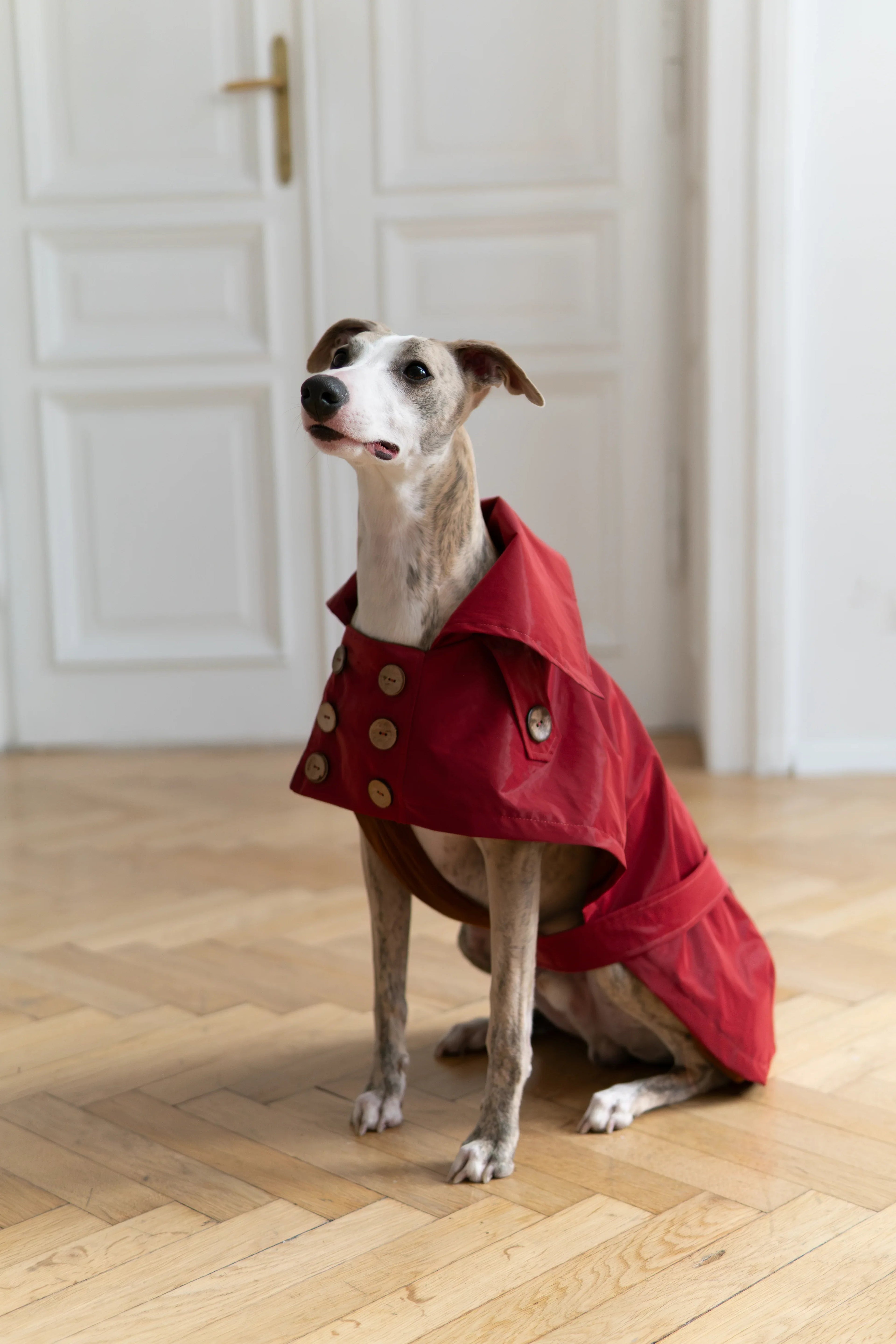 Gabardina impermeabile per cane - Burgundy rosso