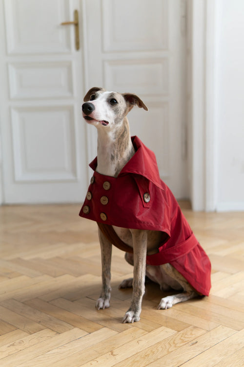 Abrigo impermeable para perro - rojo burdeos