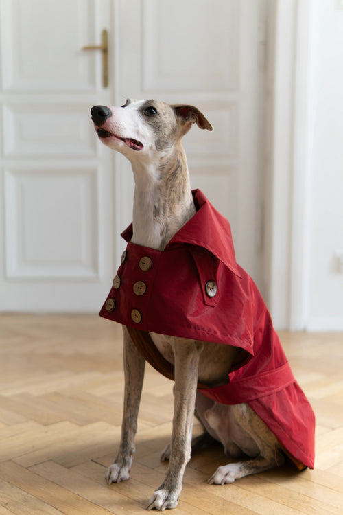 Abrigo impermeable para perro - rojo burdeos