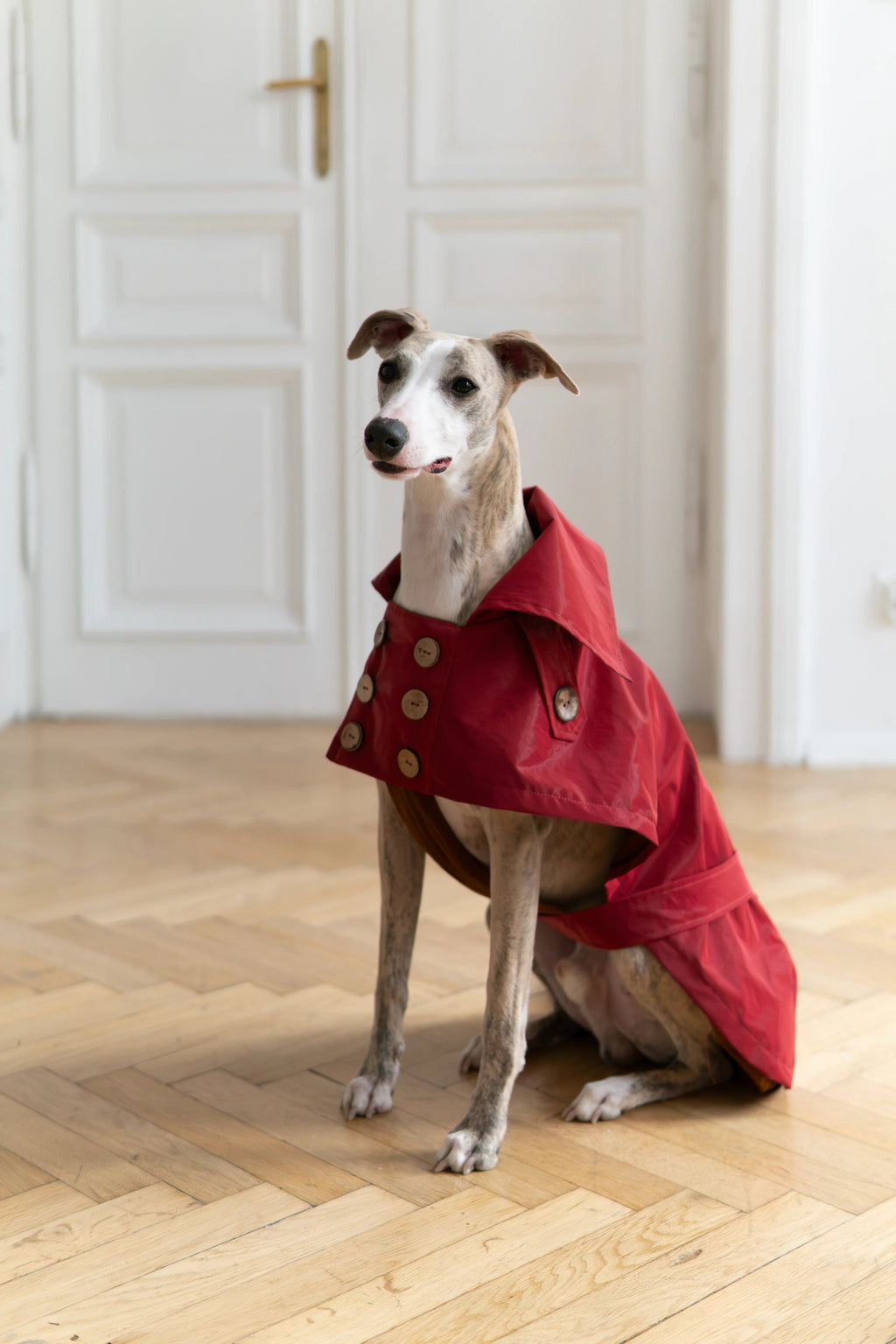 Gabardina impermeabile per cane - Burgundy rosso