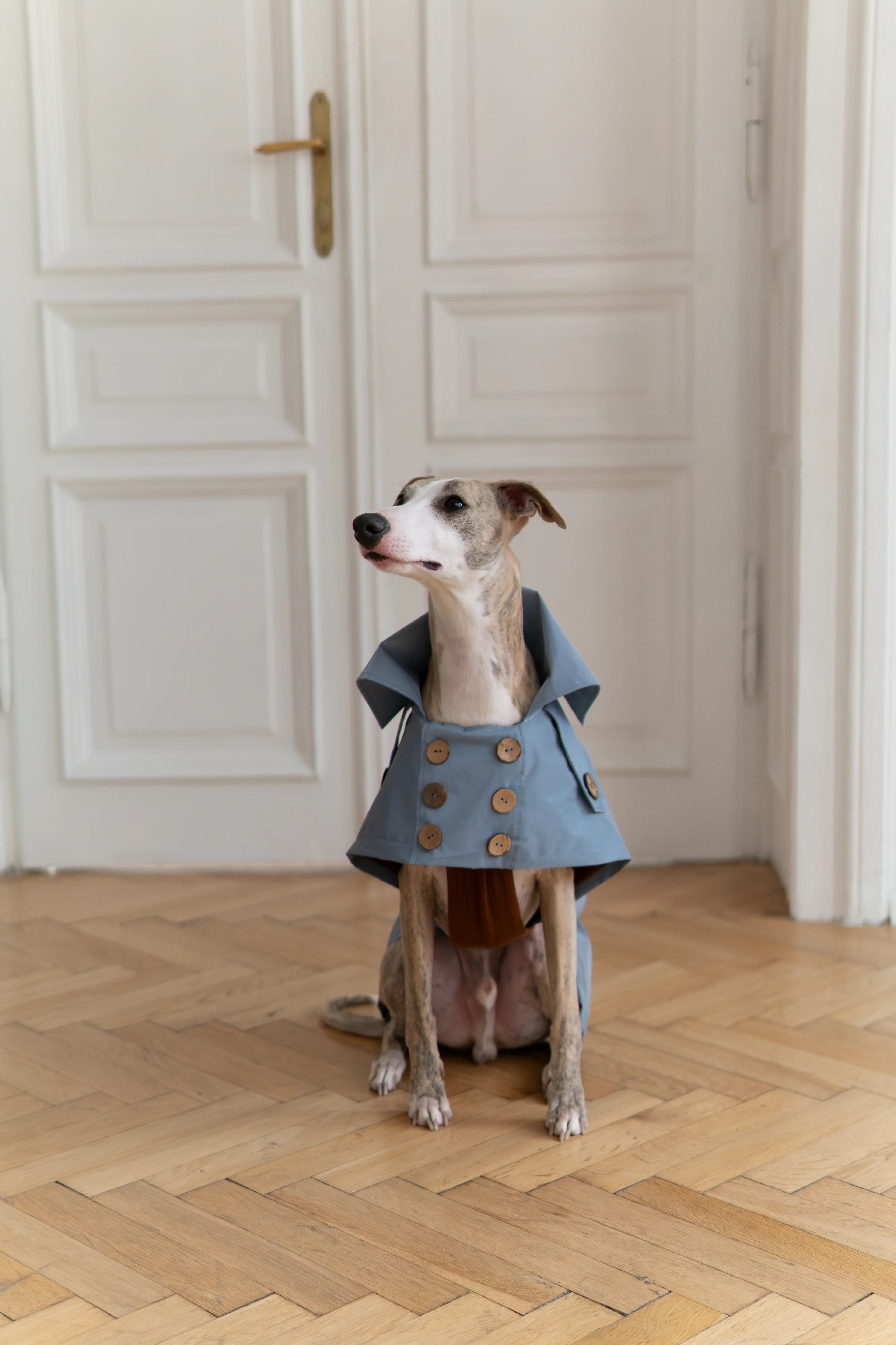 Gabardina impermeabile per cane - Light blu
