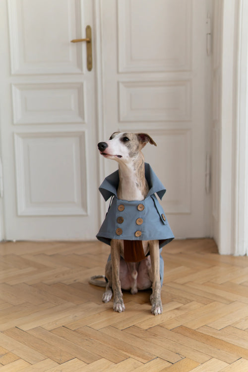 Abrigo impermeable para perro - azul claro