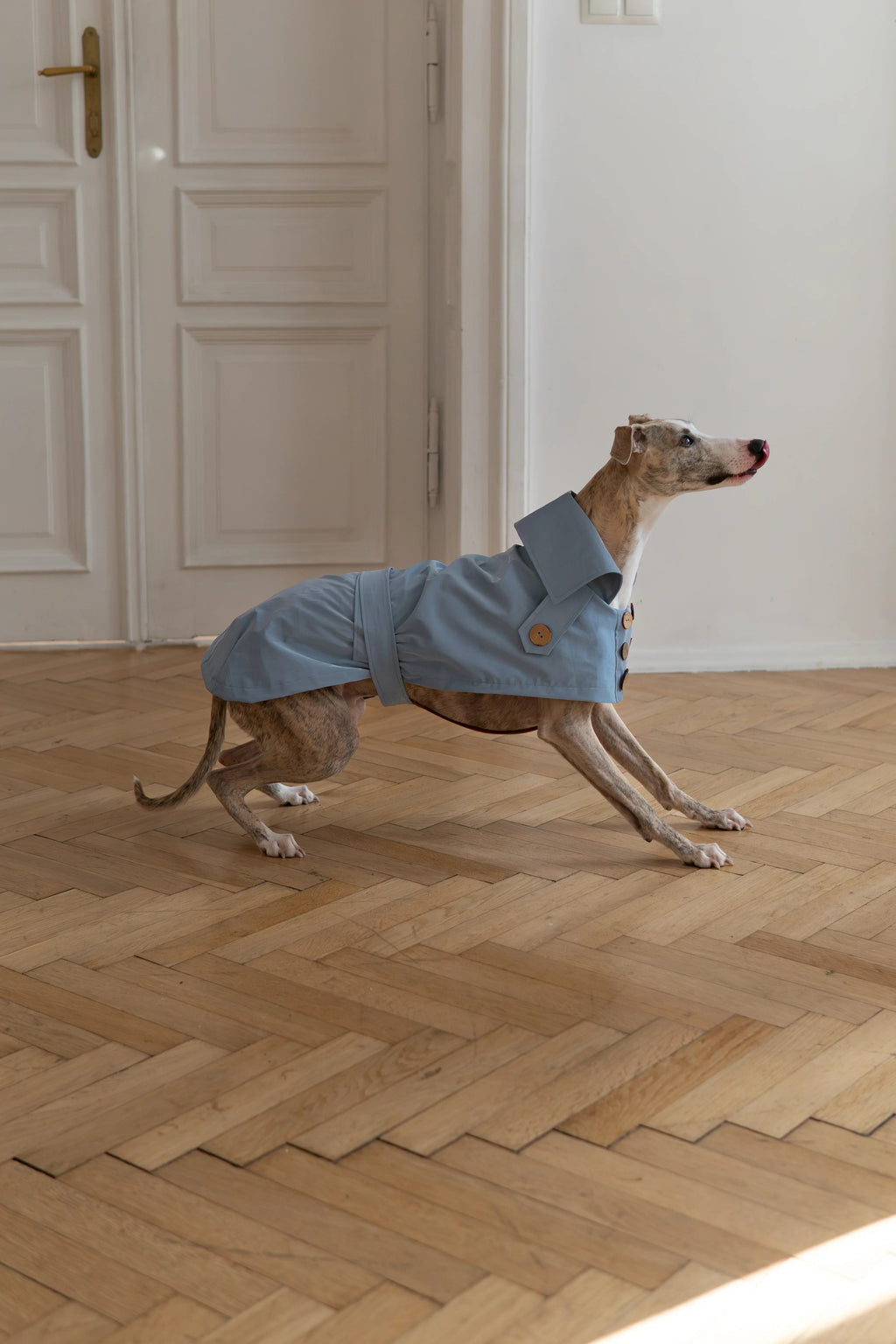 Gabardina impermeabile per cane - Light blu
