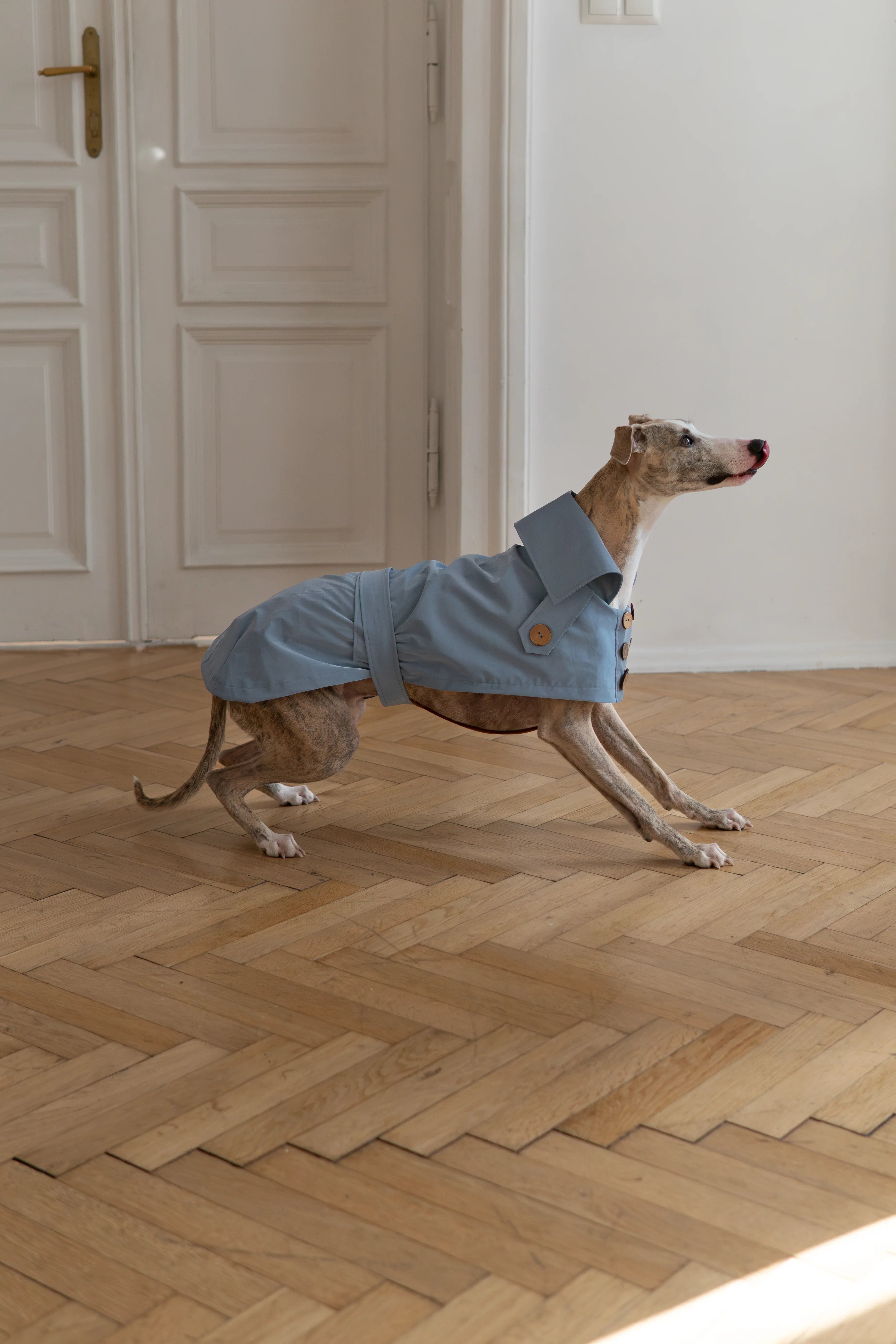 Gabardina impermeabile per cane - Light blu