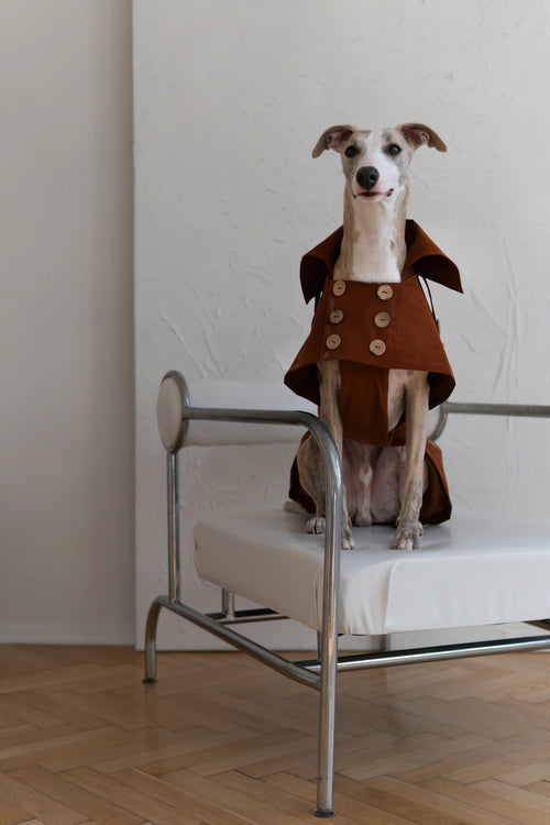 Abrigo impermeable para perro - marrón chocolate