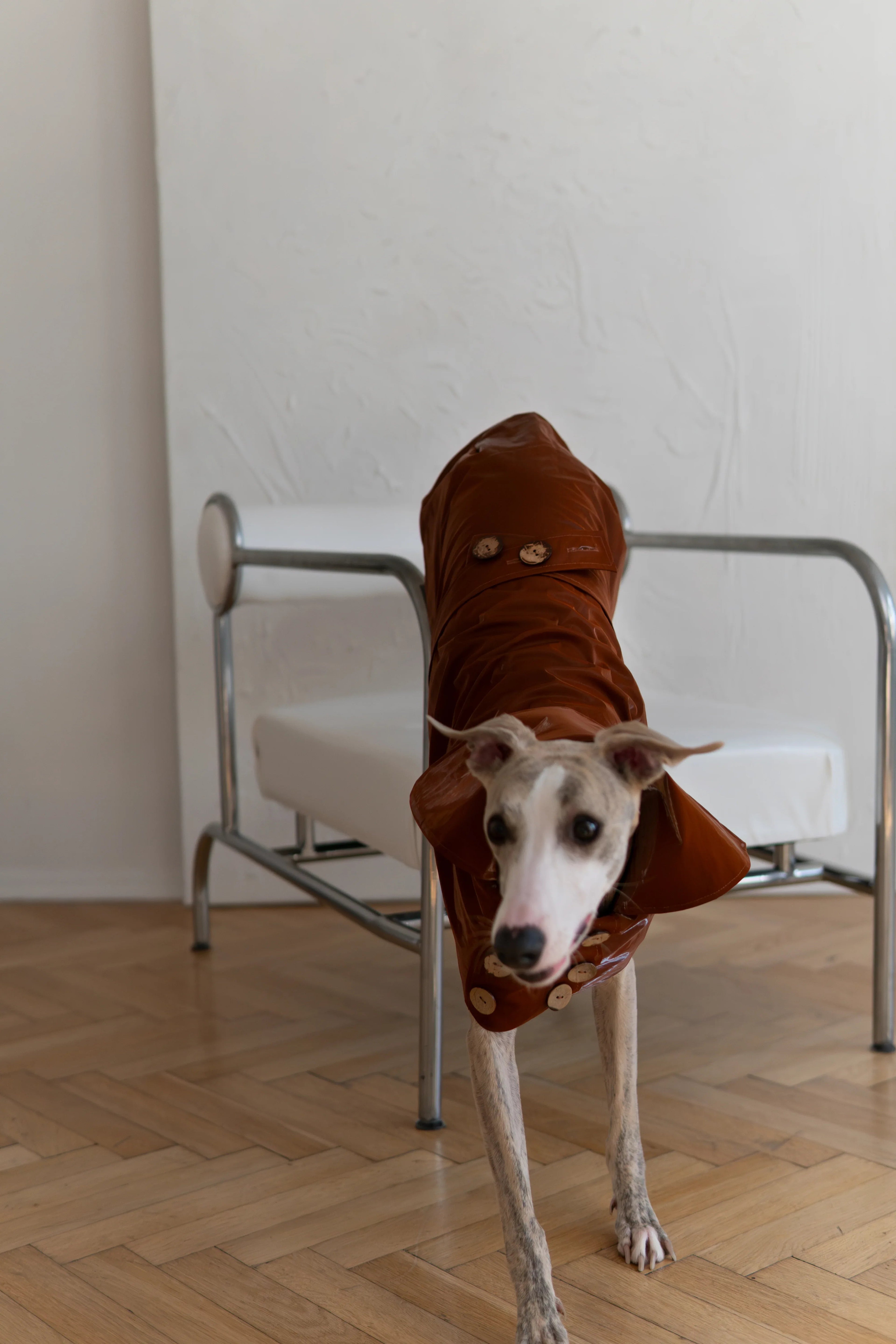 Gabardina impermeabile per cane - Chocolate marron