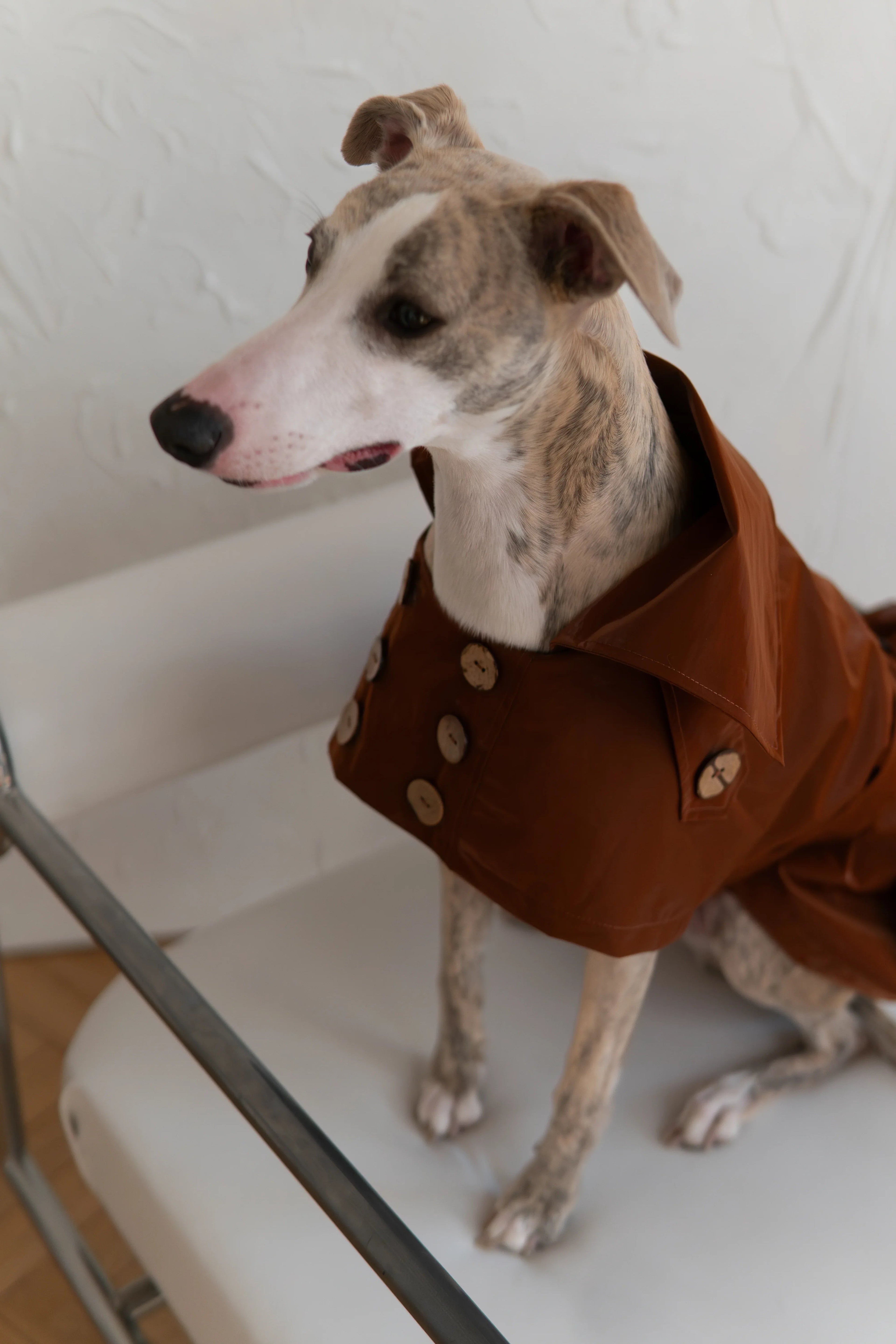 Gabardina impermeabile per cane - Chocolate marron