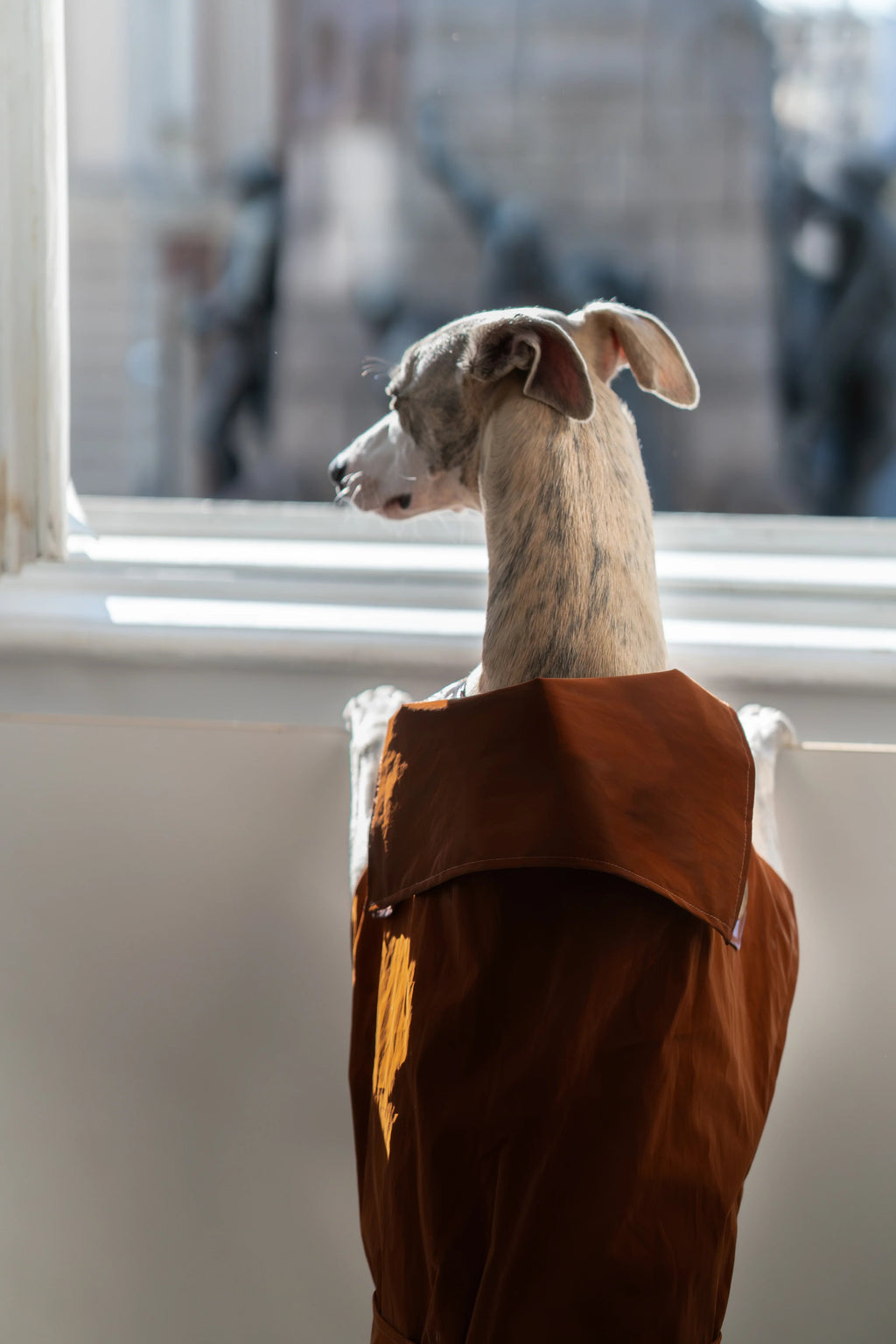 Gabardina impermeabile per cane - Chocolate marron