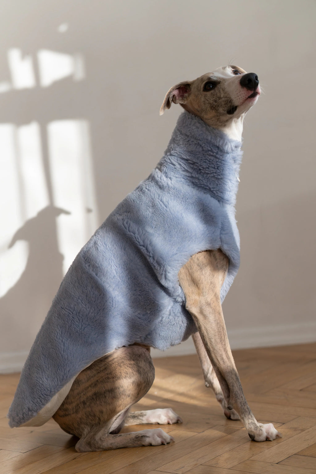 Lana cane Vest - blu