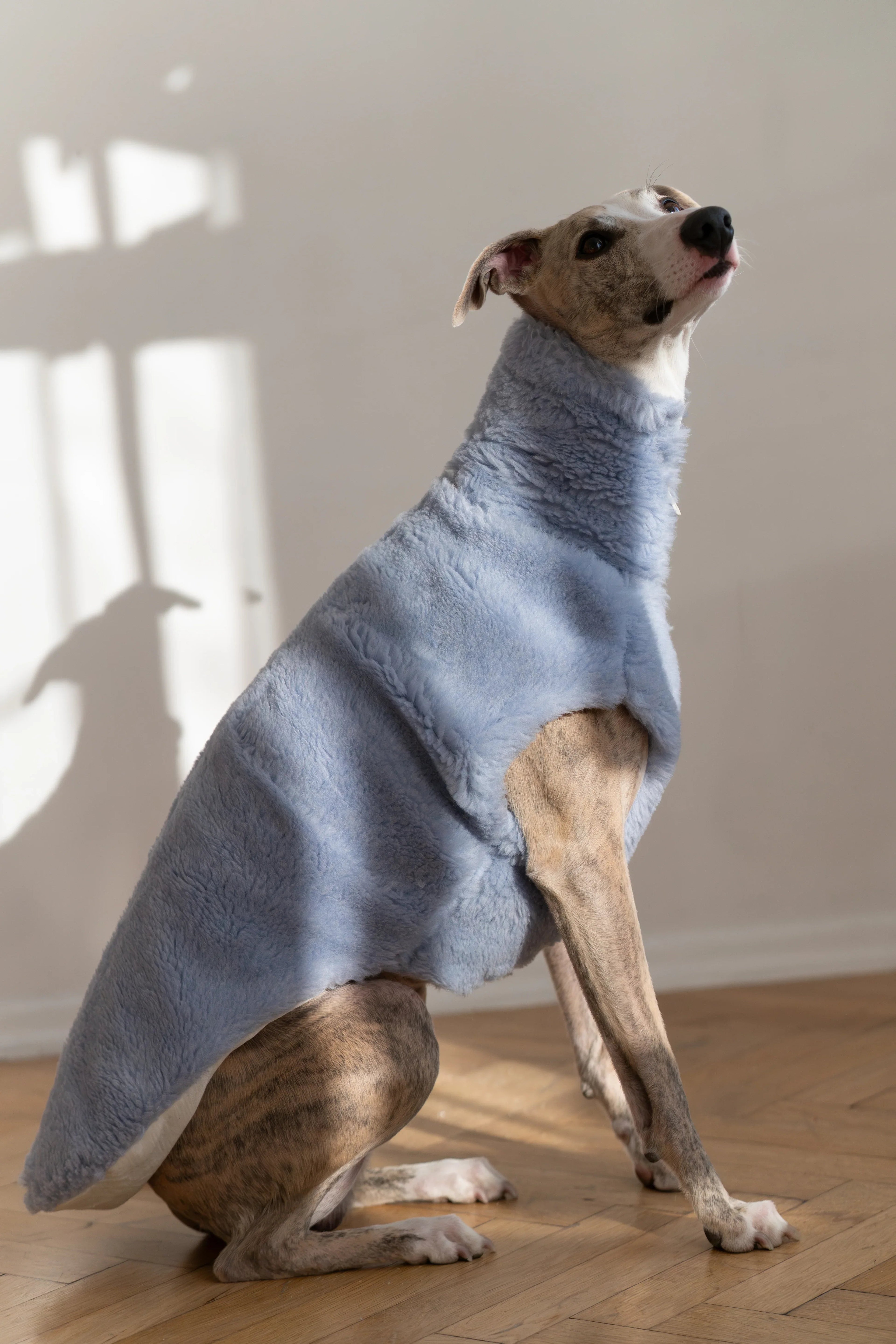 Lana cane Vest - blu