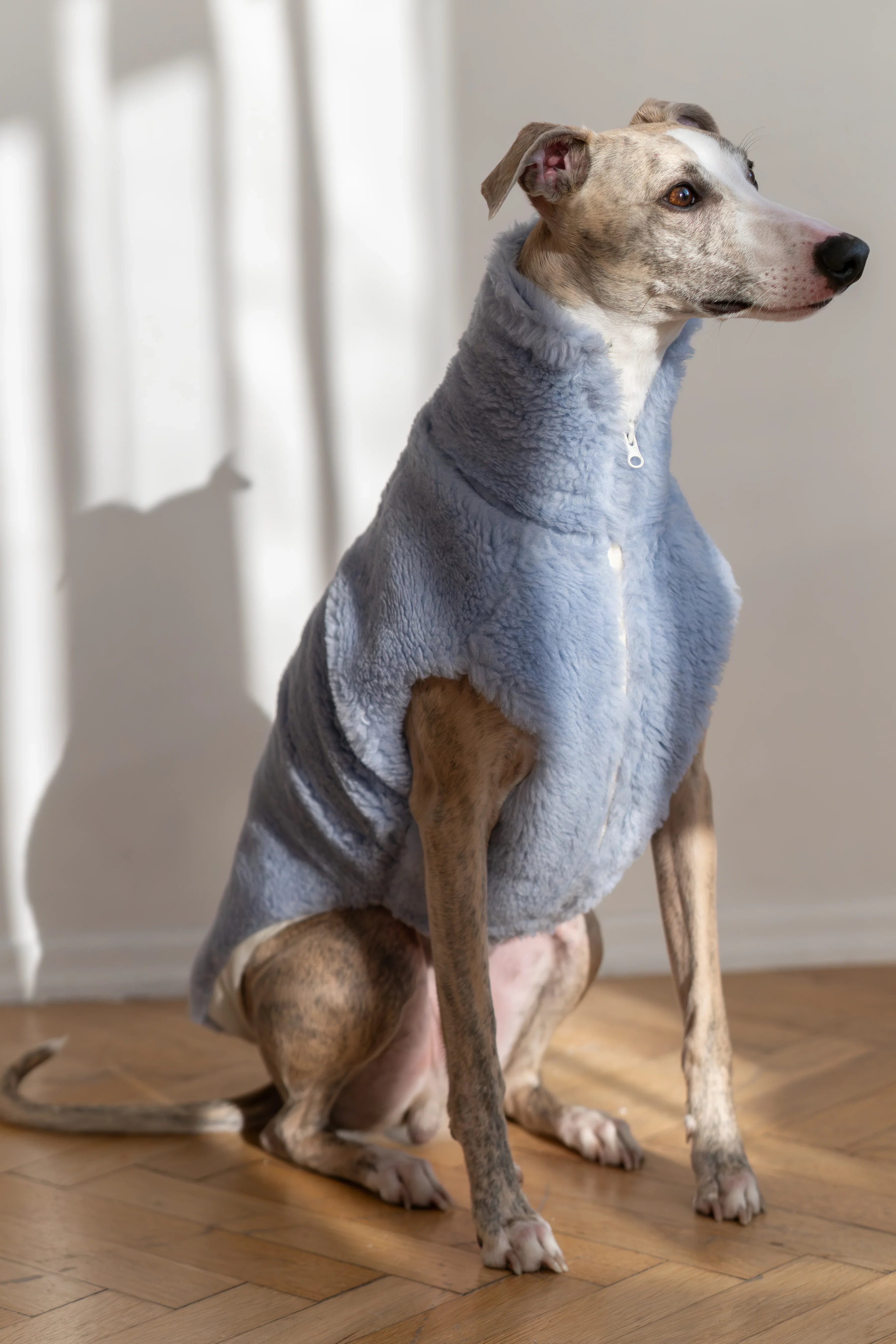 Lana cane Vest - blu
