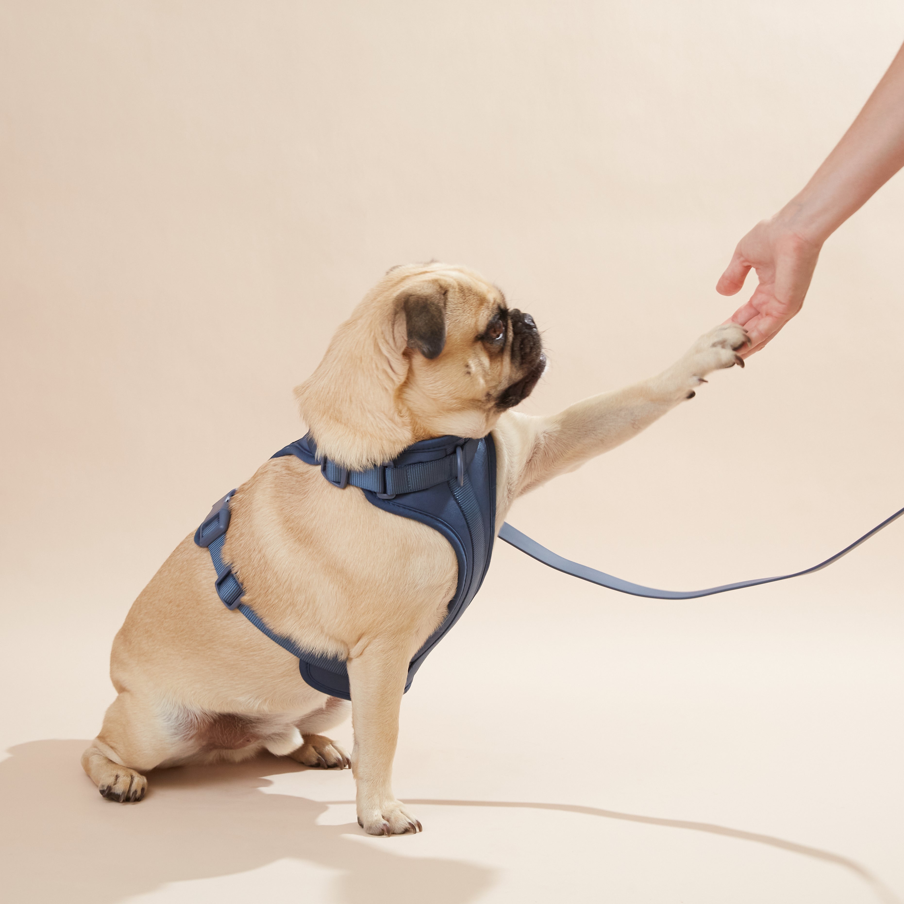 Gioco dentale regolabile morbido de acero Baby Blue per cani - immagine 2