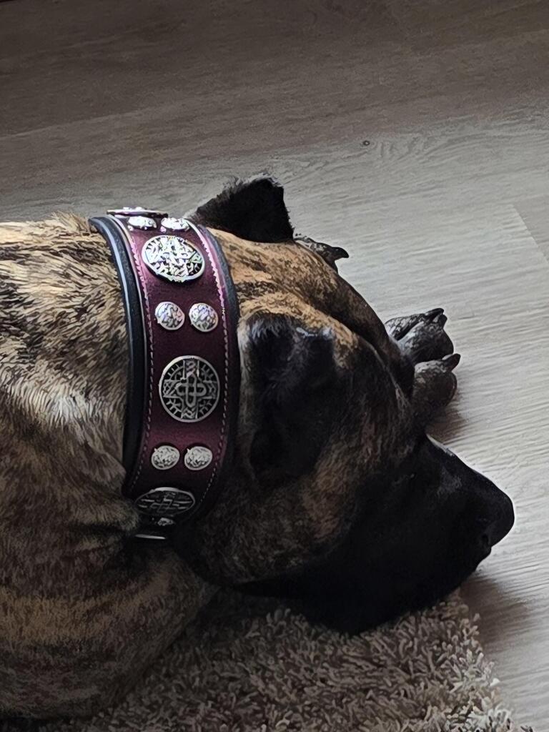 The "Hektor" Burgundy Collar LIMITED fuer Hunde - Bild 5
