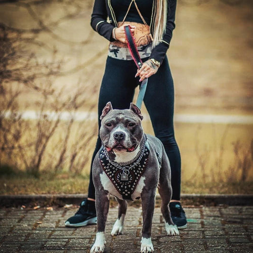 Arnés David hecho a mano para perros, vista 2