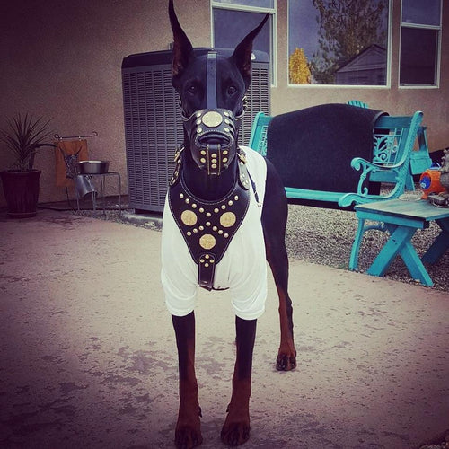 Bozal de entrenamiento ajustable de cuero marron para perros - imagen 2