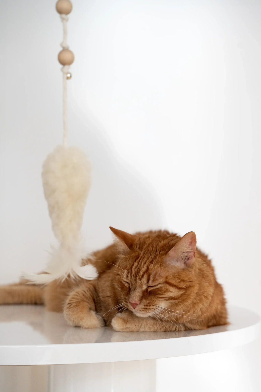 Natural lana gatto Toy: Fish