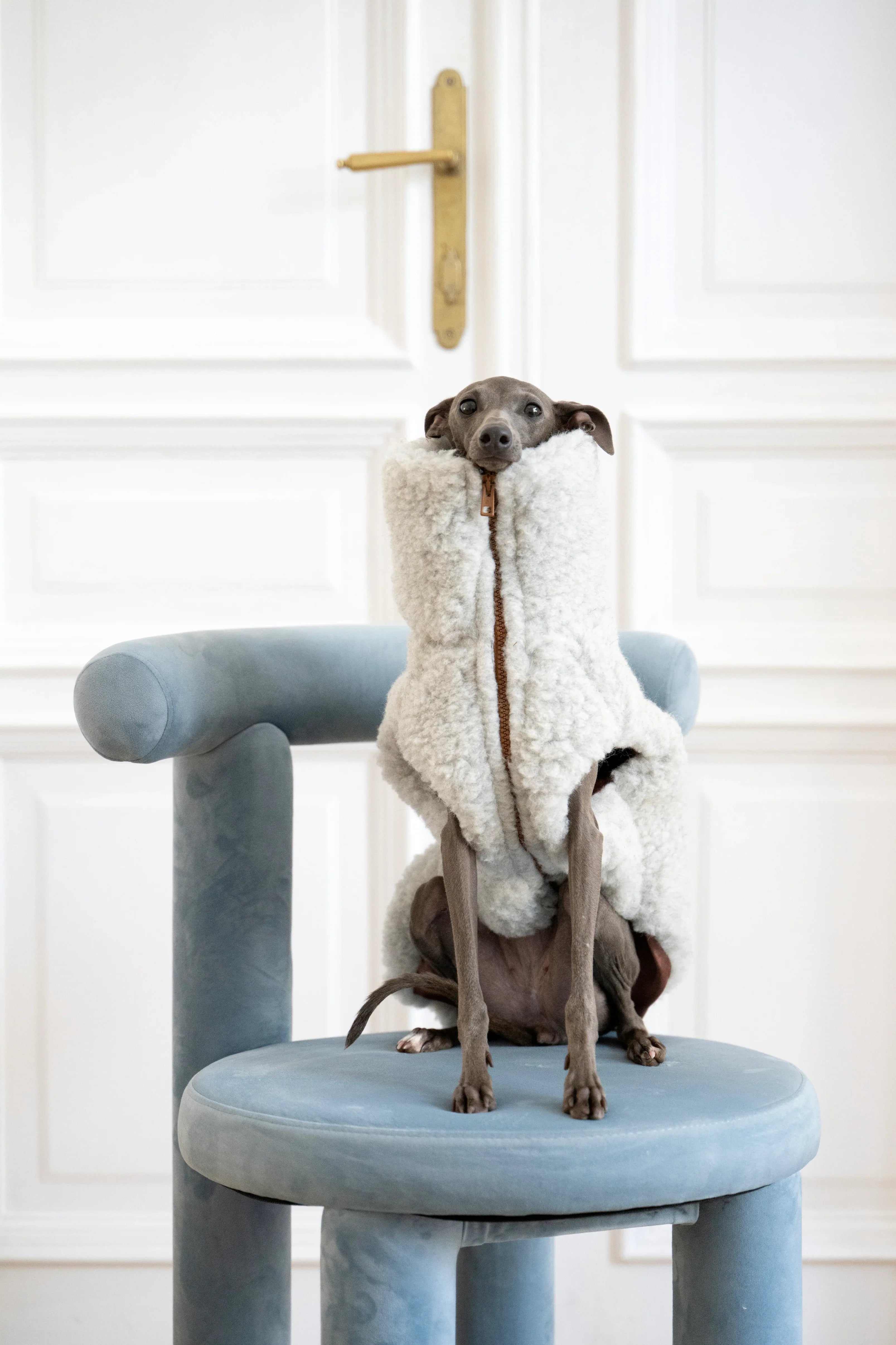 Lana cane Vest - Light grigio