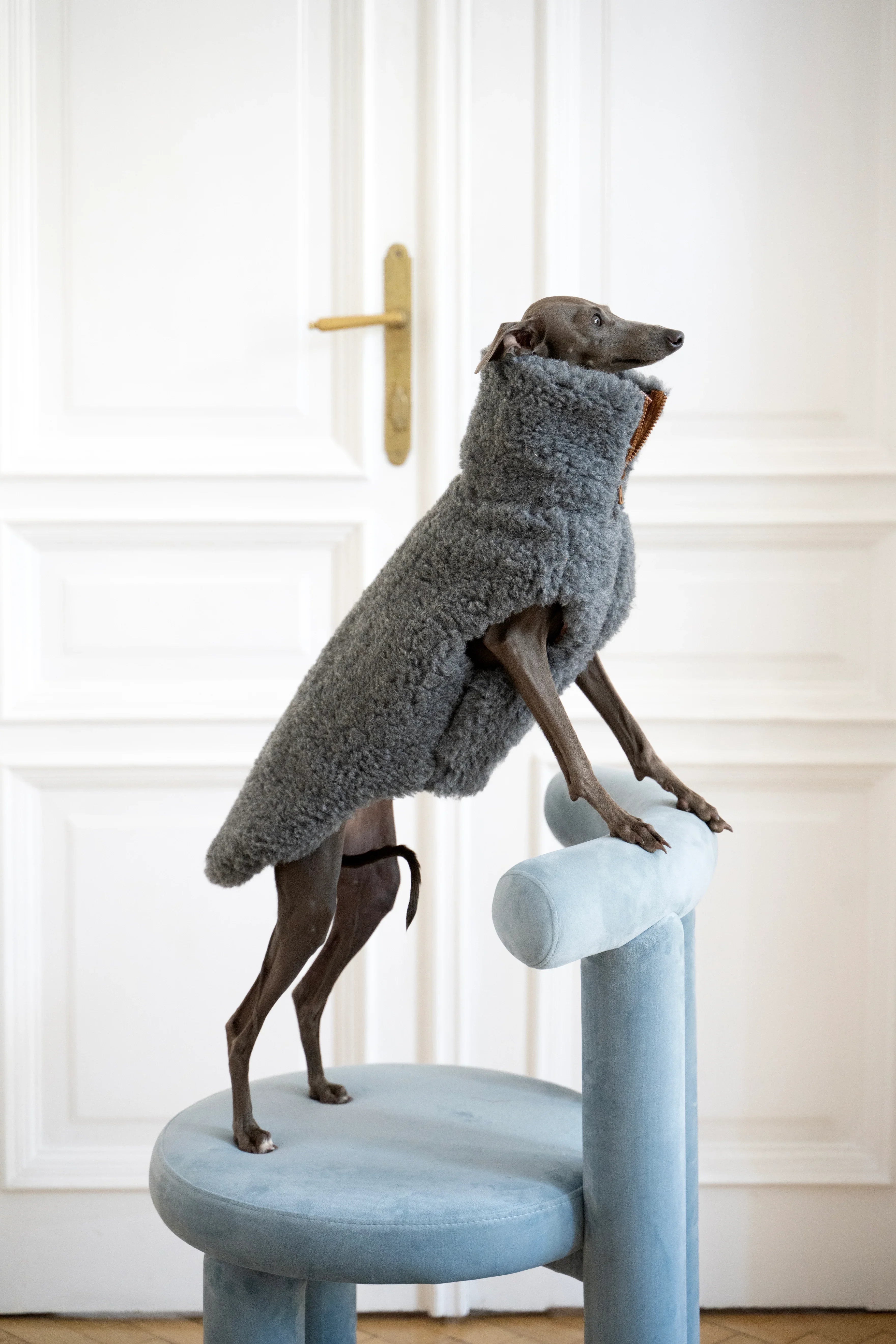 Lana cane Vest - Dark grigio
