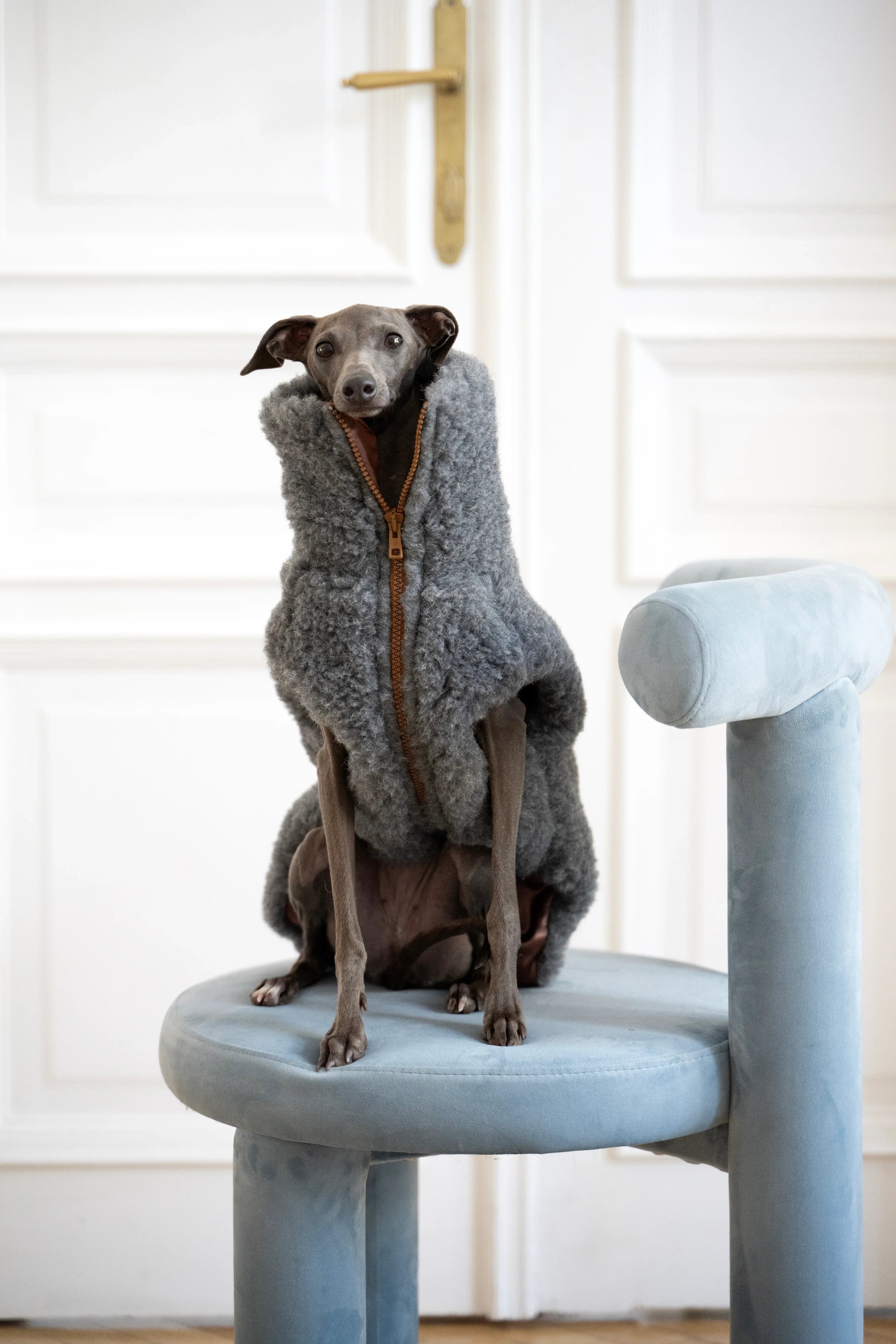 Lana cane Vest - Dark grigio