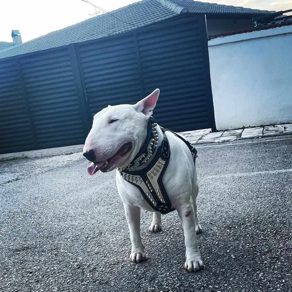 ''Platinum'' harness Medium Size para perros - imagen 3