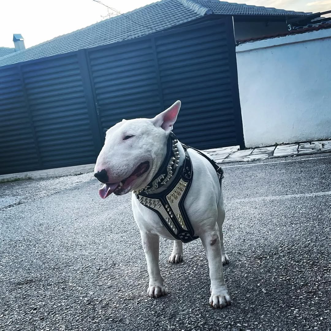 ''Platinum'' harness Medium Size para perros - imagen 3