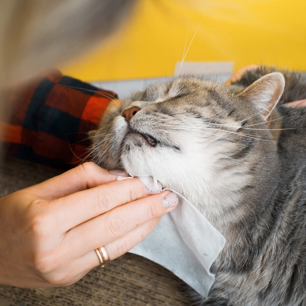 Tragbarer Napf fuer Hunde und Katzen - Bild 2