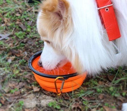 Cuenco portátil de látex para comer y beber para perros (350ML) - imagen 4