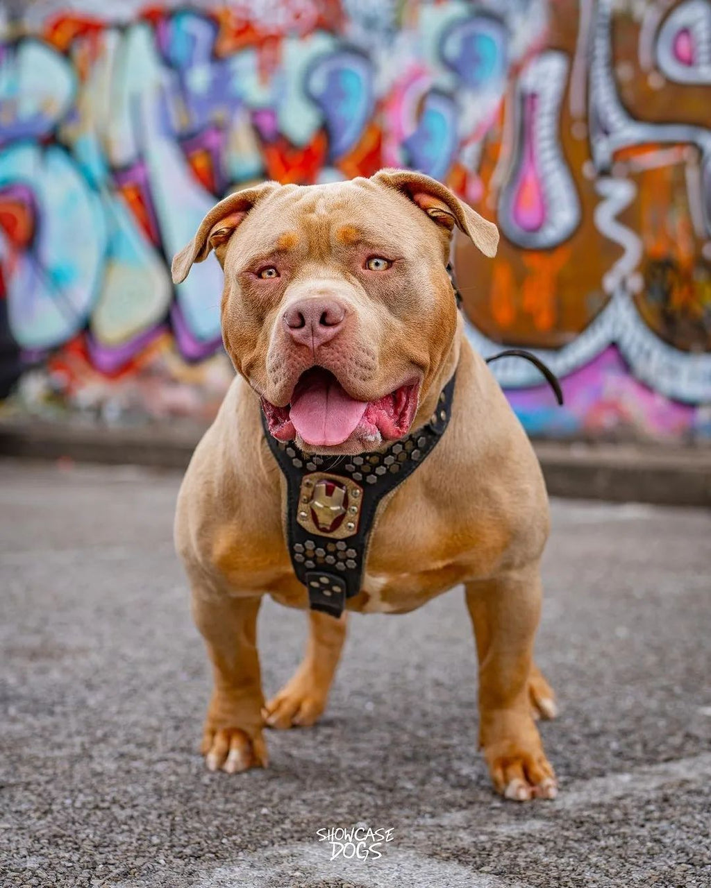 Irondog Harness for dogs - image 2