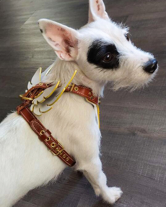 Rascador de cuerda suave de cuero para perros y gatos - imagen 4