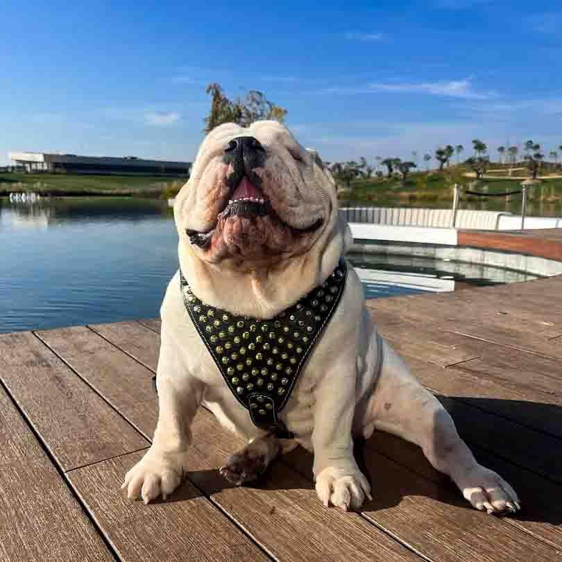 The "Gladiator" harness Gold/Silver para perros