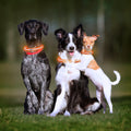 LED Collar for Pets Petlux InnovaGoods per cani - immagine 1