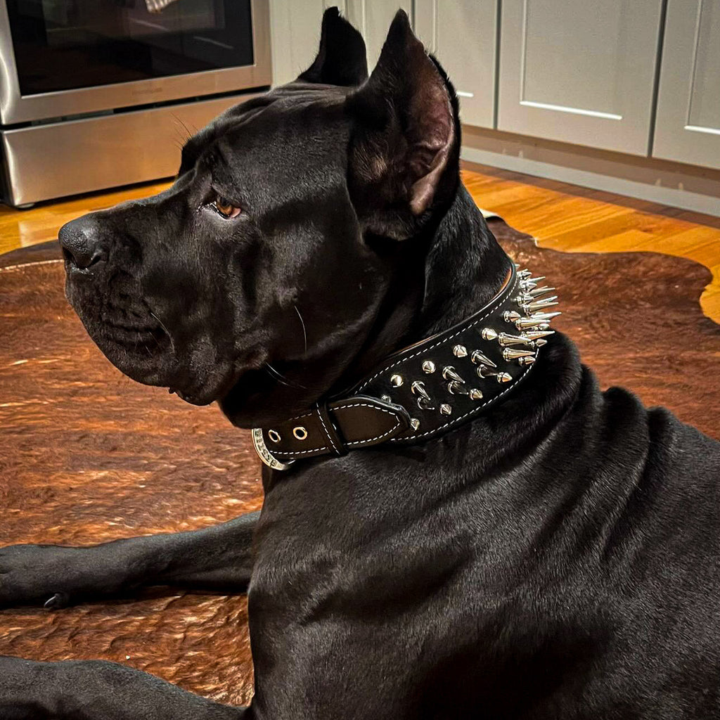 The "Big Boy" collar for dogs - image 2