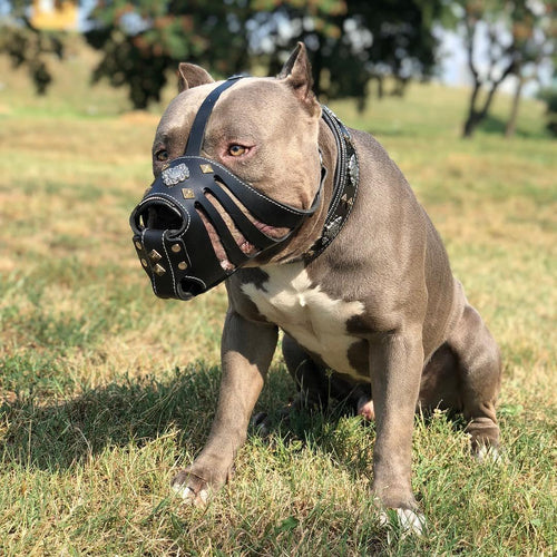 ''Aztec'' Basket Muzzle Black para perros - imagen 2