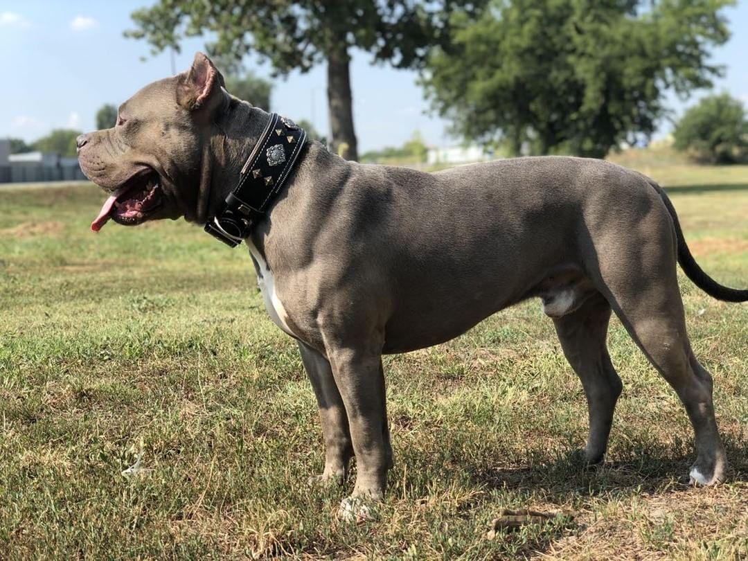 Aztec negro dog para perro