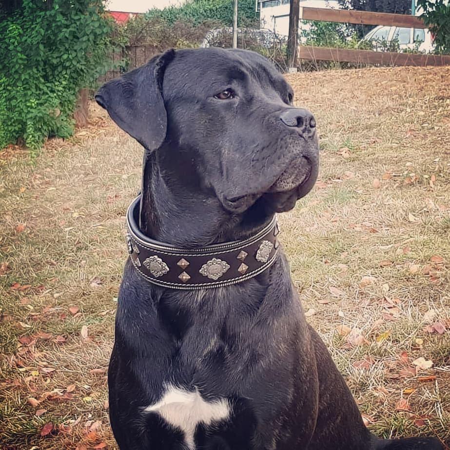 Aztec negro dog para perro