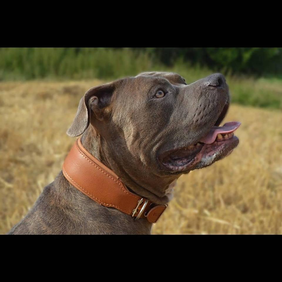 Plain "Style" collar brown for dogs - image 5