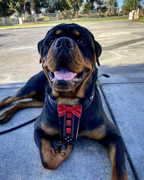 Arnés Bowtie de cuero para perros, vista 2