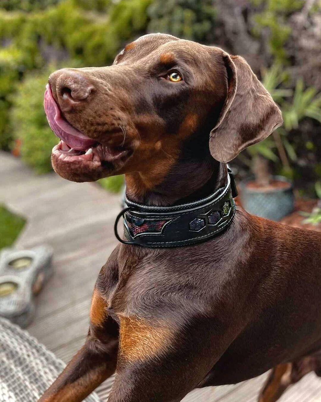 BATDOG collar fuer Hunde - Bild 3
