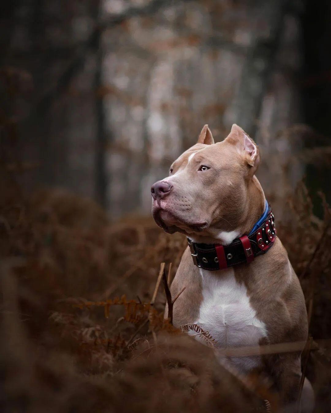 ''Captain America'' Collar fuer Hunde - Bild 2