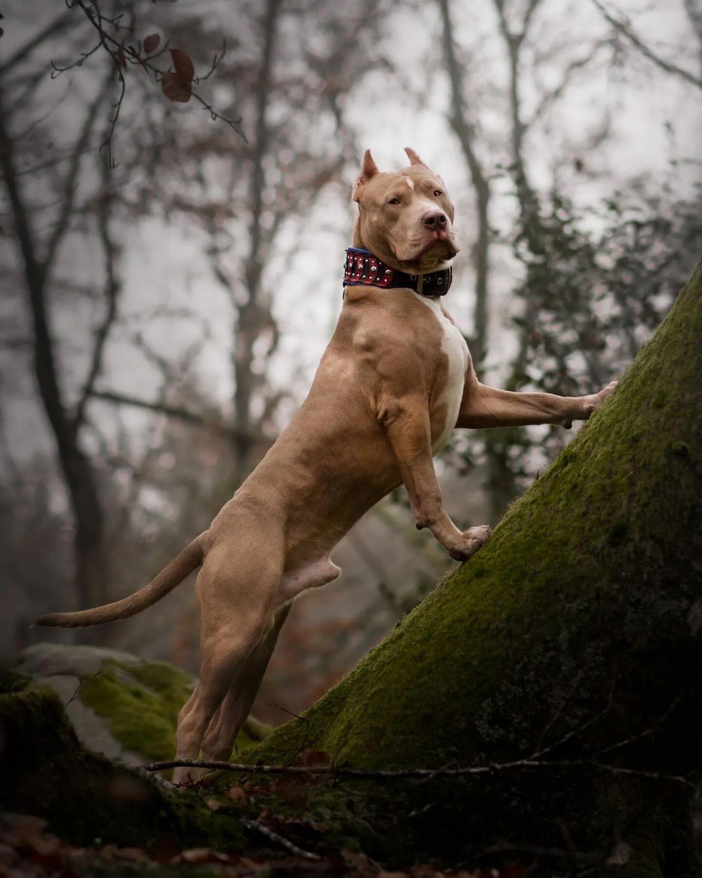 ''Captain America'' Collar fuer Hunde - Bild 3