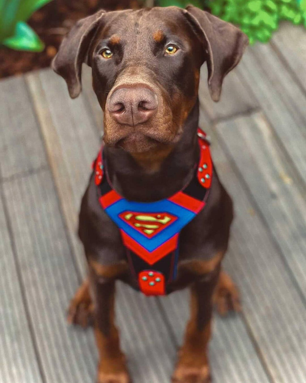 Superdog Harness fuer Hunde und Katzen - Bild 2
