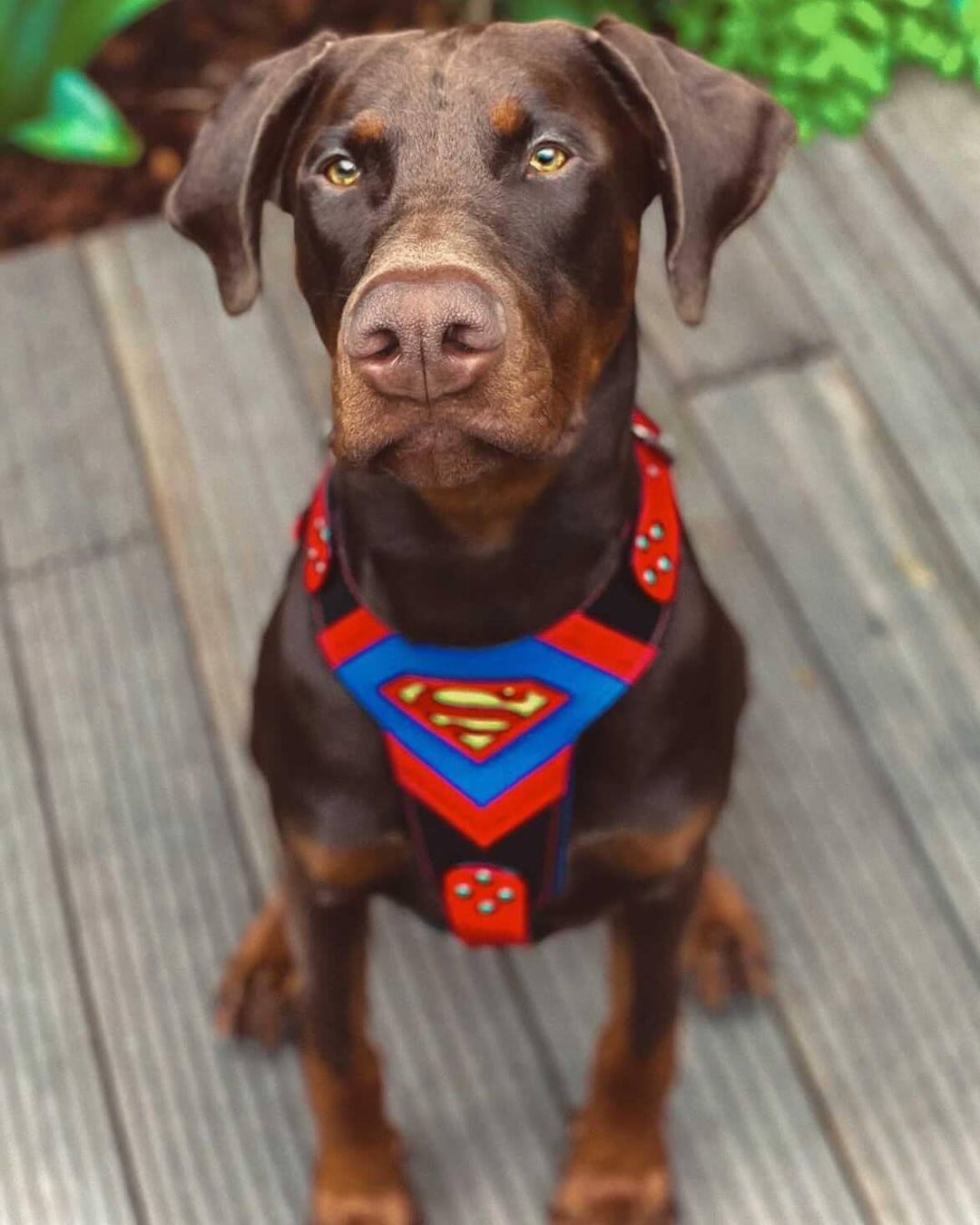Superdog Harness fuer Hunde und Katzen - Bild 2