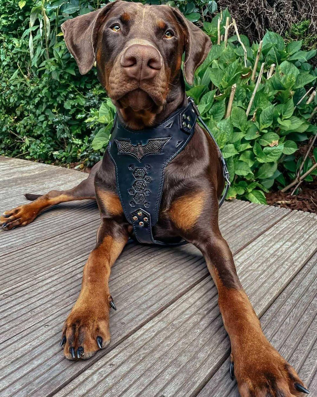 BATDOG HARNESS fuer Hunde